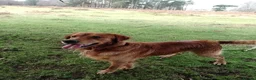 Golden Retriever dogs for stud: Golden Retriver Red/Dark Stud Dog in Southampton - Advert 10