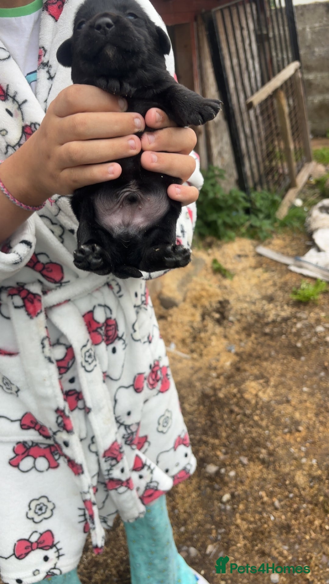 Patterjack dogs for sale: Patterjack puppies for sale - Image 4