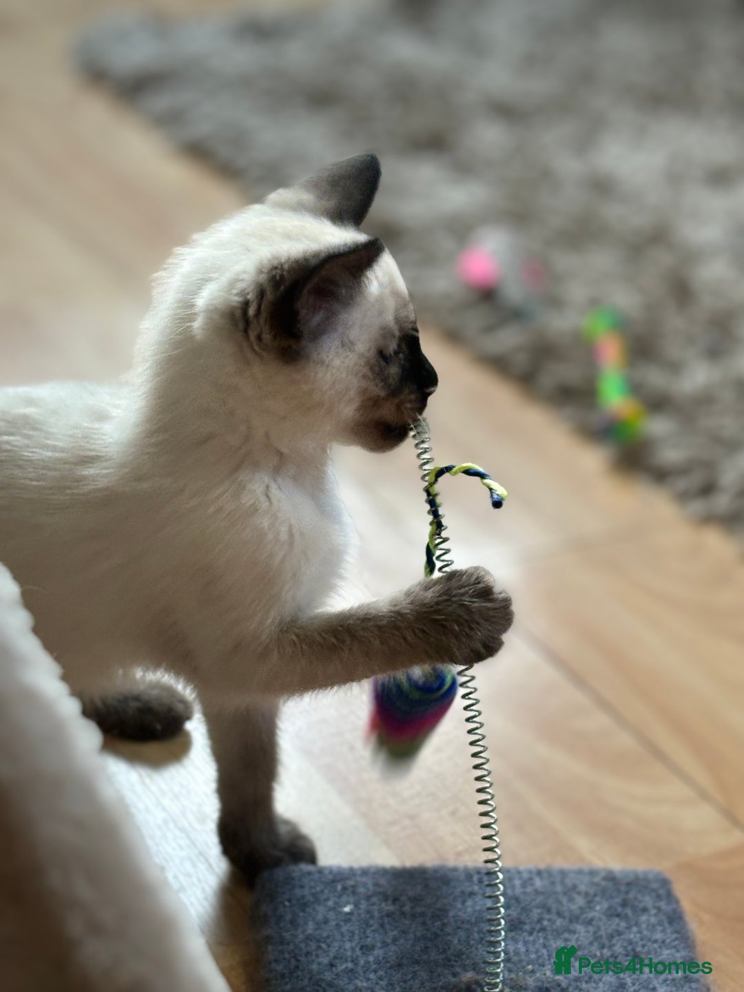 Siamese cats for sale: SIAMESE KITTENS - Image 7