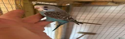 Budgerigars birds for sale: Baby budgies handled by hand  - Advert 4