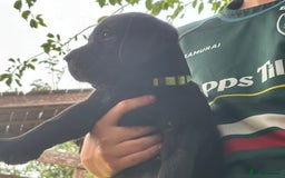 Labrador Retriever dogs for sale: KC reg Labrador puppies handled by children  - Image 8