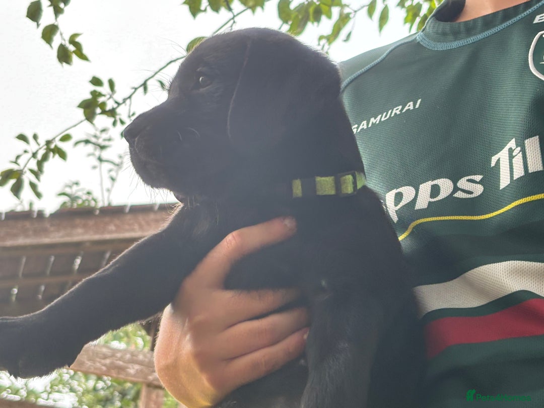 Labrador Retriever dogs for sale: KC reg Labrador puppies handled by children  - Image 8