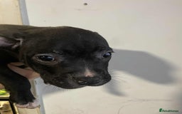 Mixed Breed dogs for sale: Beautiful mostly black female puppy - Advert 2