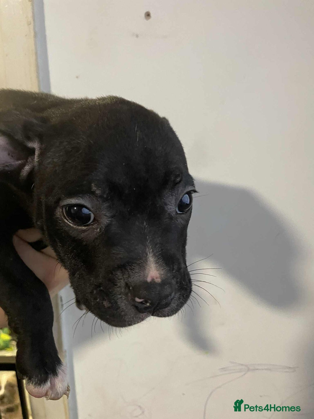 Mixed Breed dogs for sale: Beautiful mostly black female puppy - Advert 2