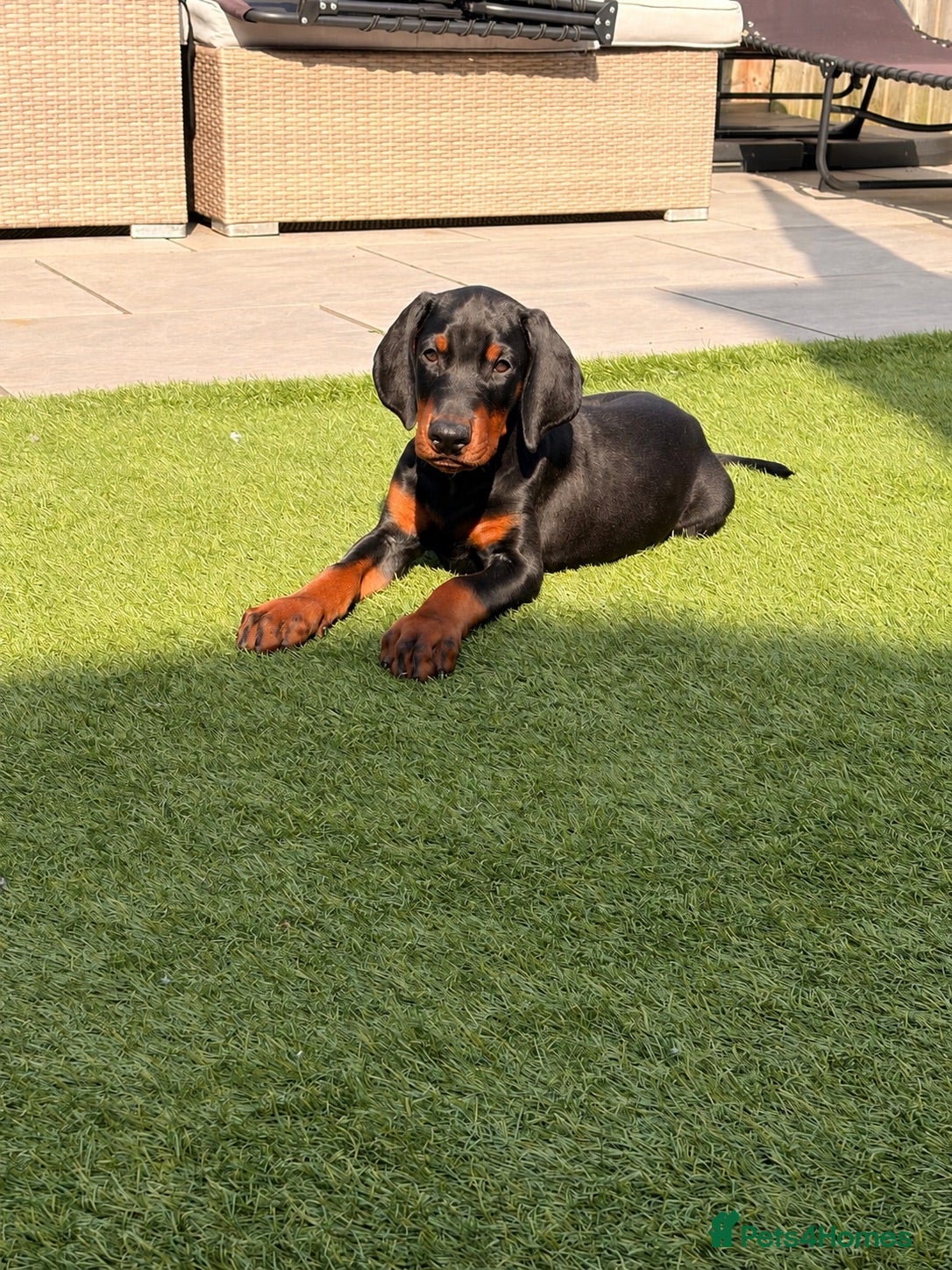 Dobermann dogs FINAL 2 BOYS | READY TO COLLECT | KC DOBERMANS - Advert 1