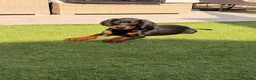 Dobermann dogs for sale: READY TO COLLET NOW | RKC DOBERMAN | CHAMPION LINE - Advert 4