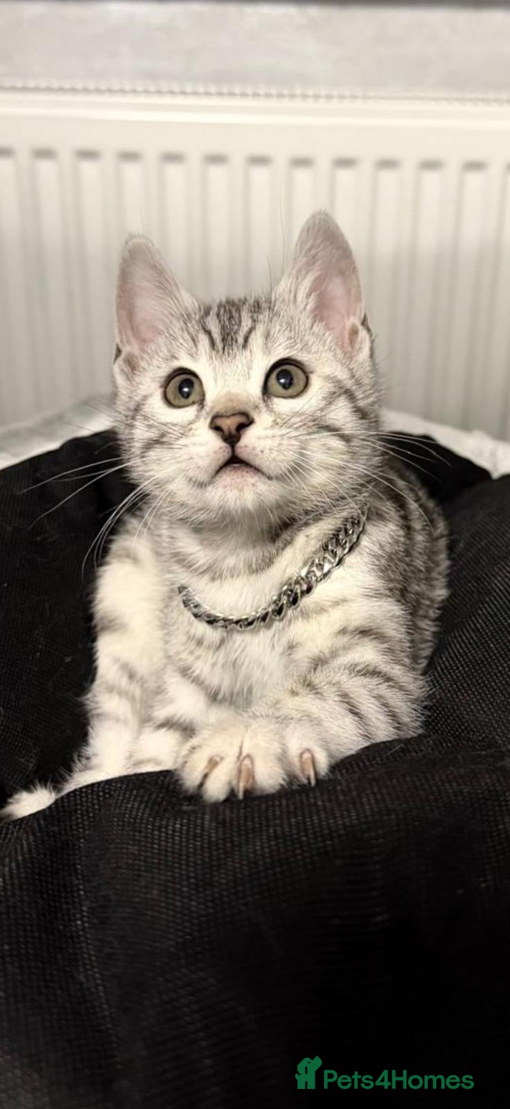 Bengal cats Bengal tiger kittens  - Advert 4