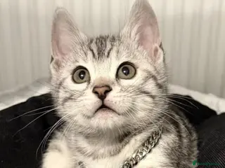 Bengal cats Bengal tiger kittens - Advert 4