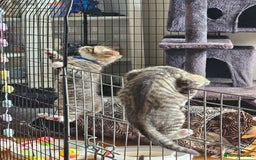 Ragcoon cats for sale: 2 Male kittens looking for forever homes  - Image 21
