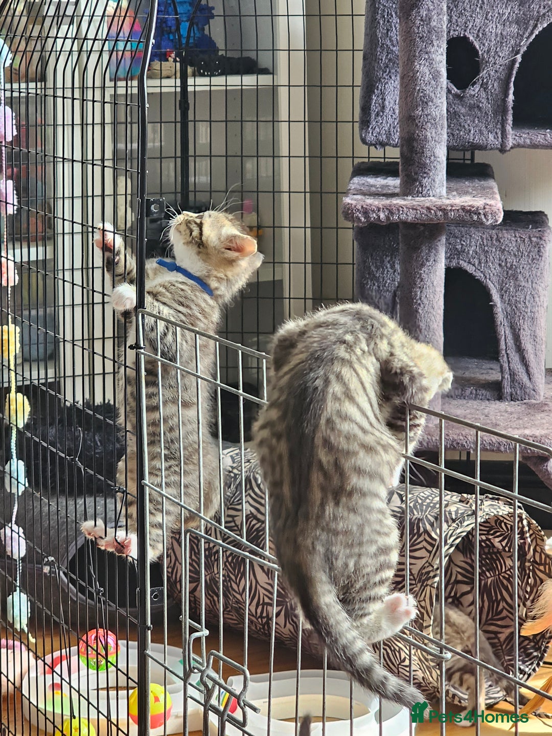 Ragcoon cats for sale: 2 Male kittens looking for forever homes  - Image 21