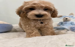 Cockapoo dogs for sale: Stunning sable, roan, parti f1. Full dna clear  - Image 10
