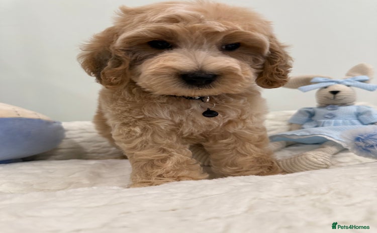 Cockapoo dogs - Advert 5