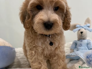 Cockapoo dogs - Advert 4