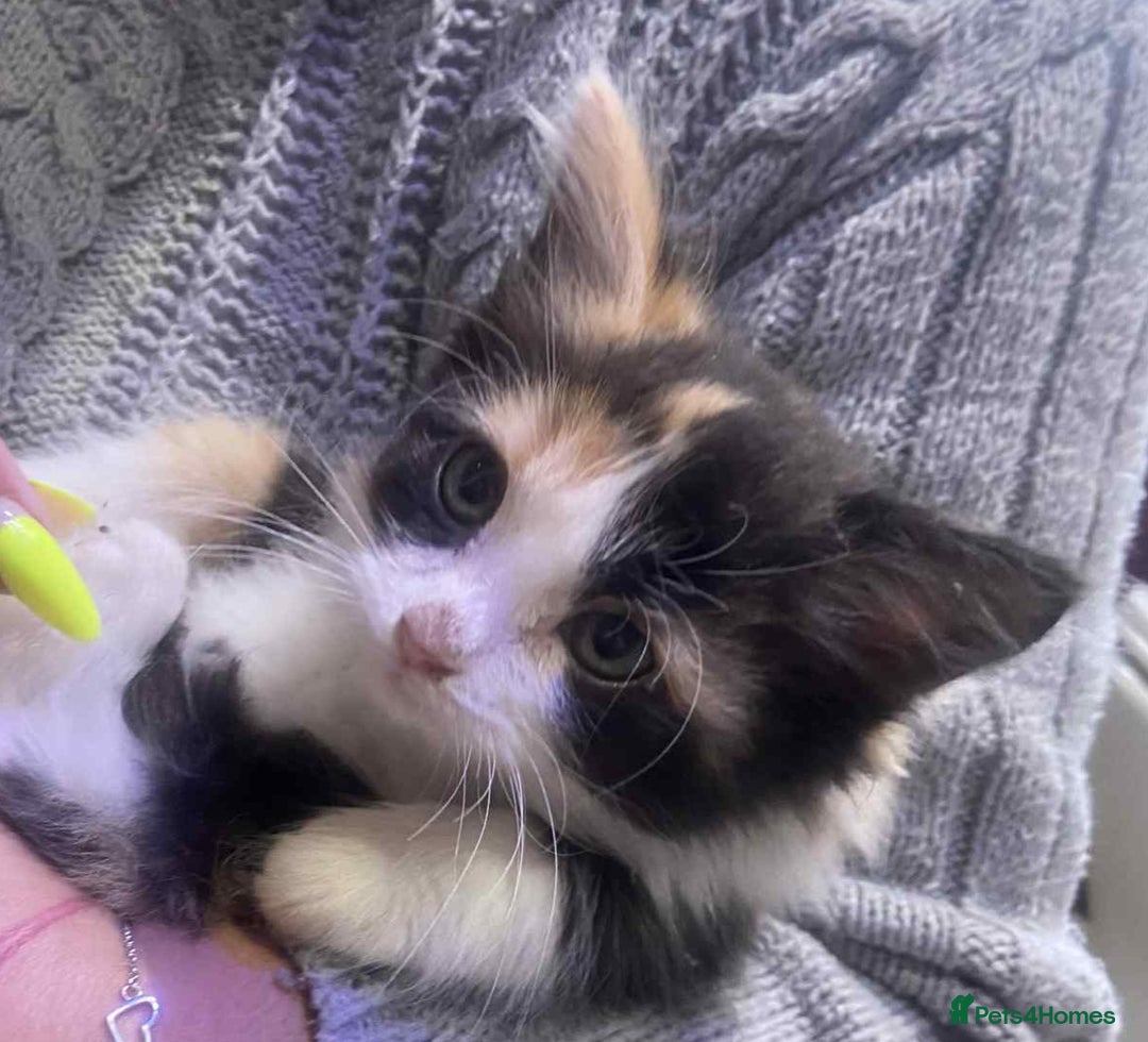 Ragdoll cats for sale: Ragdoll X  - Image 4