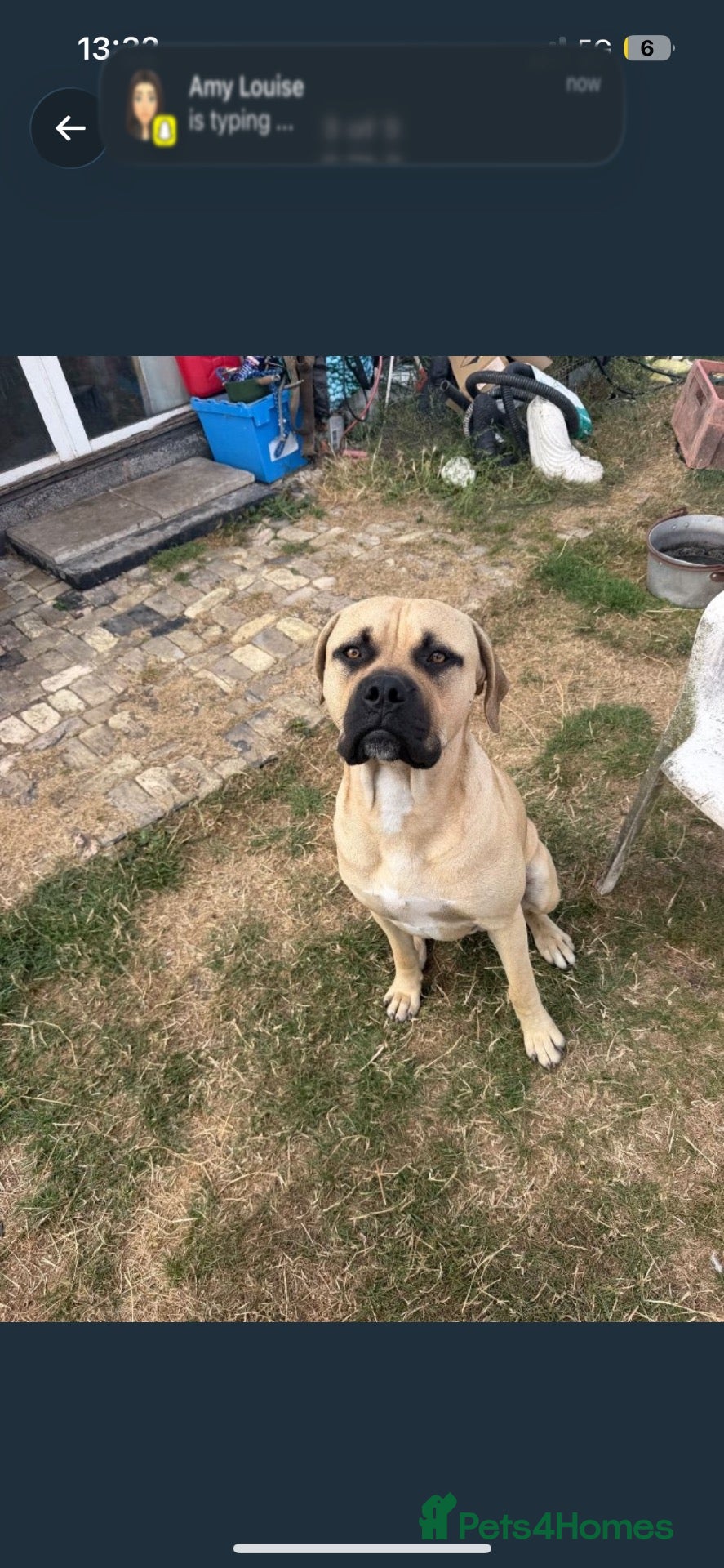 Mixed Breed dogs Mastiff cross boxer - Advert 10