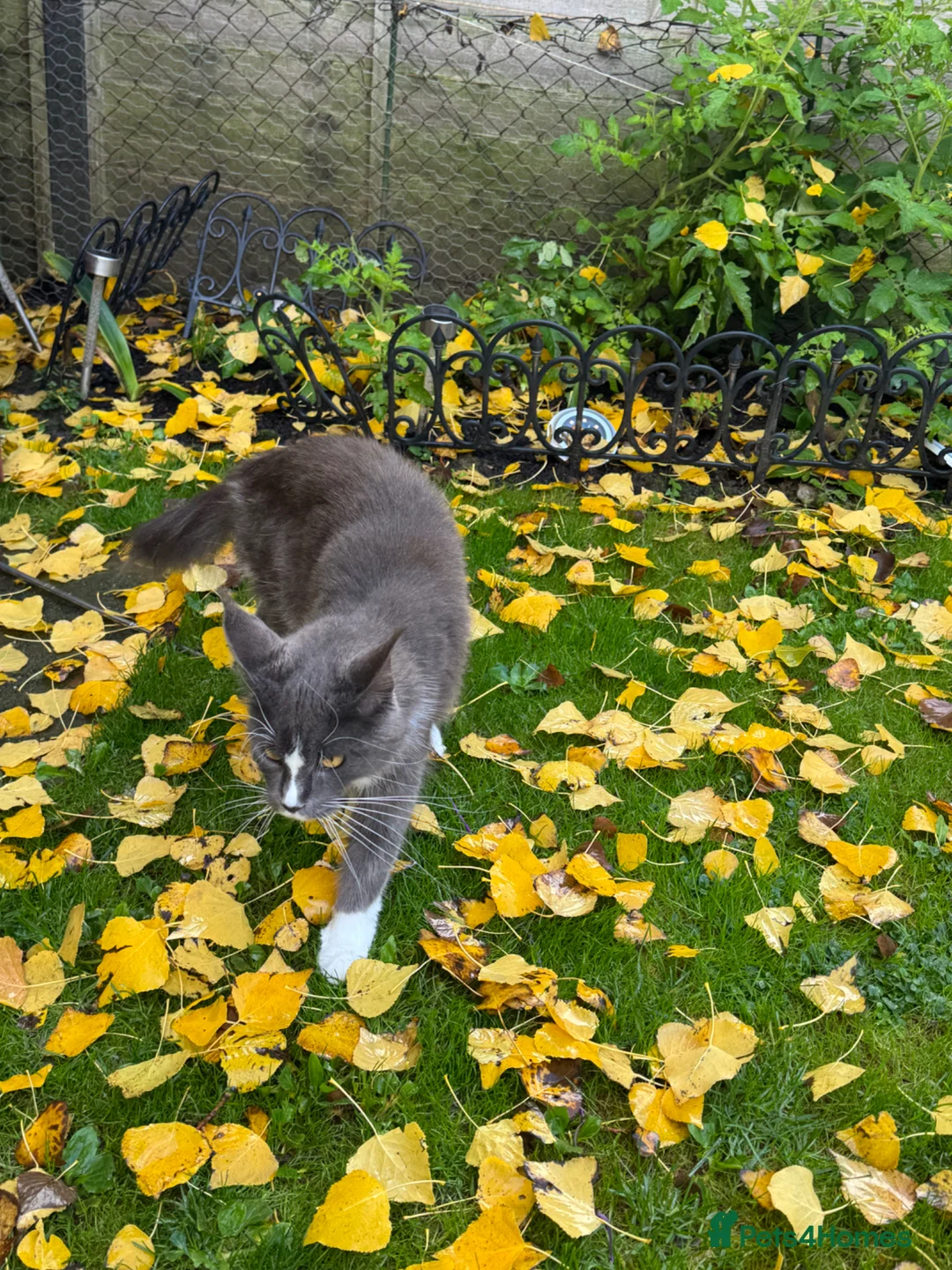 Maine Coon cats for sale: 4 fluffs for sale - Advert 28