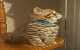British Shorthair cats for sale: Amazing BSH kittens. READY TO GO!!! - Image 3