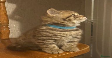 British Shorthair cats - Advert 4