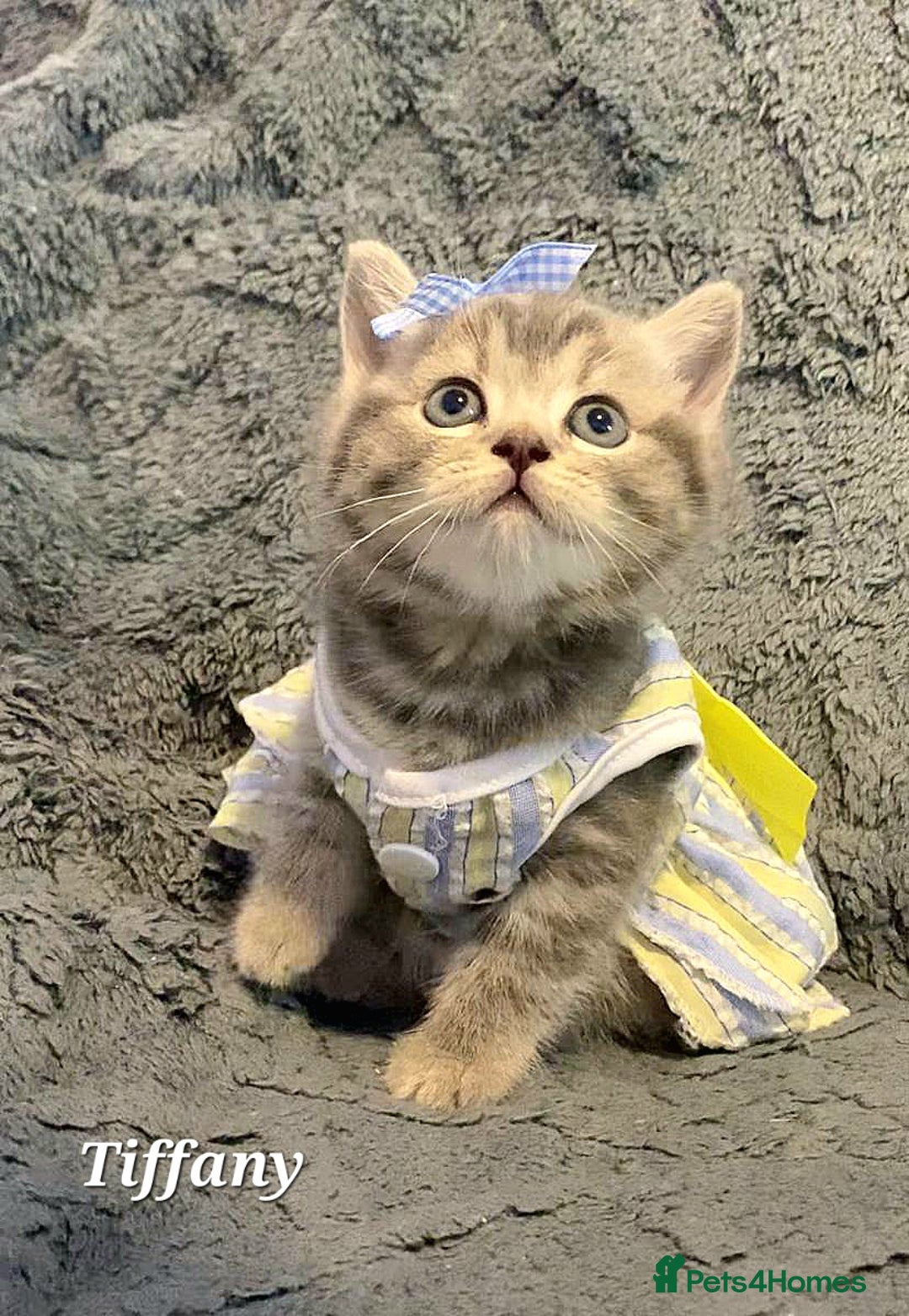 British Shorthair cats for sale: Little princess 👸  - Advert 10