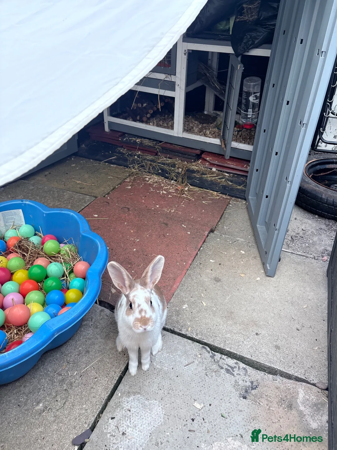 Mixed Breed rabbits for sale: Urgent rehoming 7 month female rabbit  - Advert 3