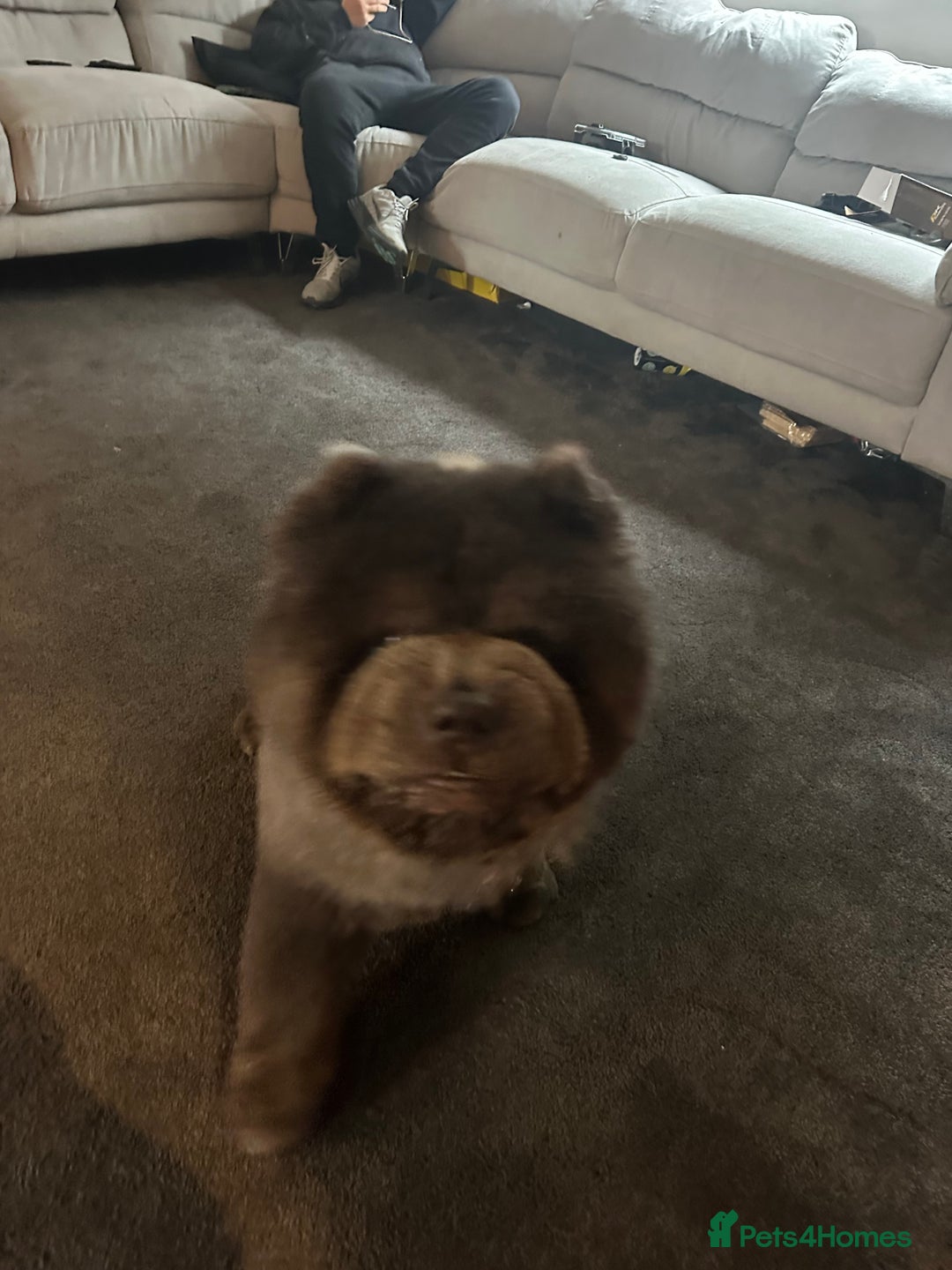 Chow Chow dogs for stud: Stunning blue stud  - Image 3