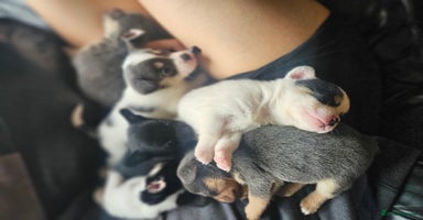 Mixed Breed dogs - Advert 8