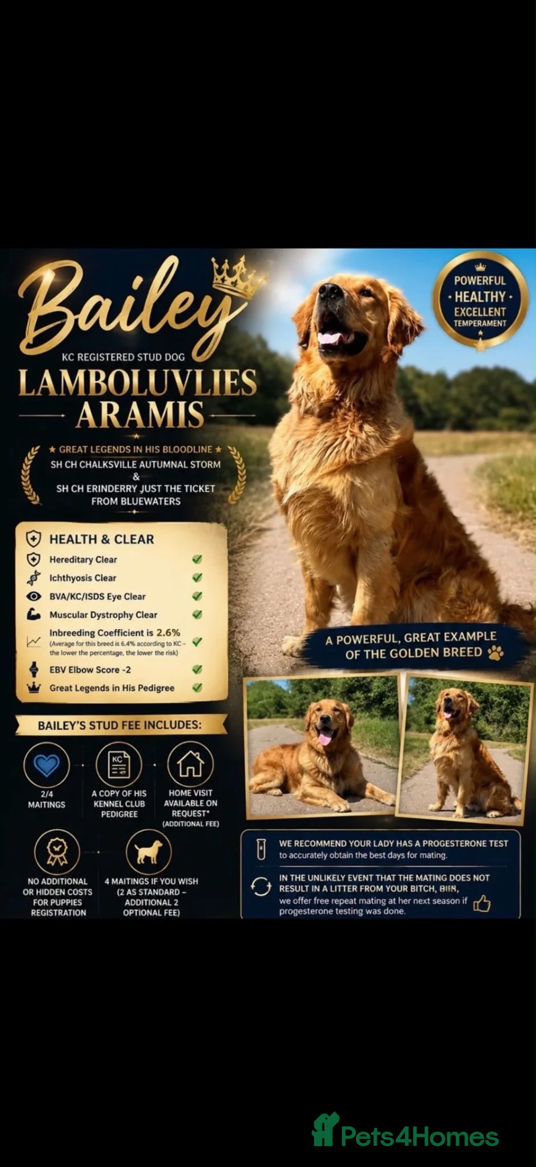 Golden Retriever dogs for sale: Golden Retriever Puppies Pedigree - Advert 2