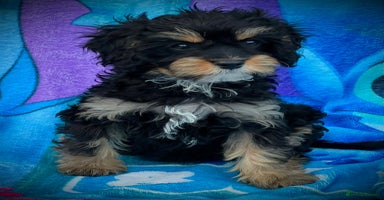 Cavapoo dogs in Ashford - Advert 5