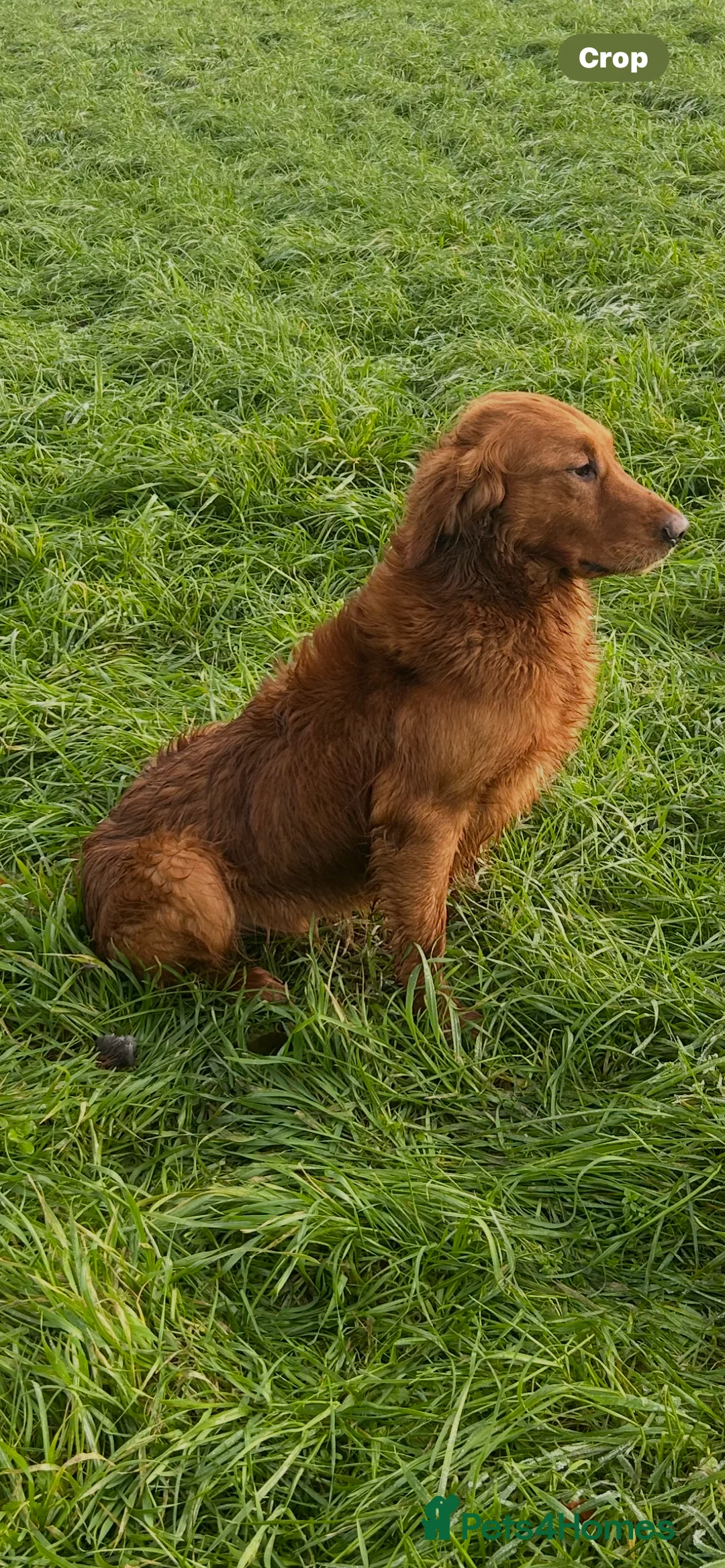 Golden Retriever dogs for stud: Extensively  fully health tested kc reg in Market Drayton - Advert 5