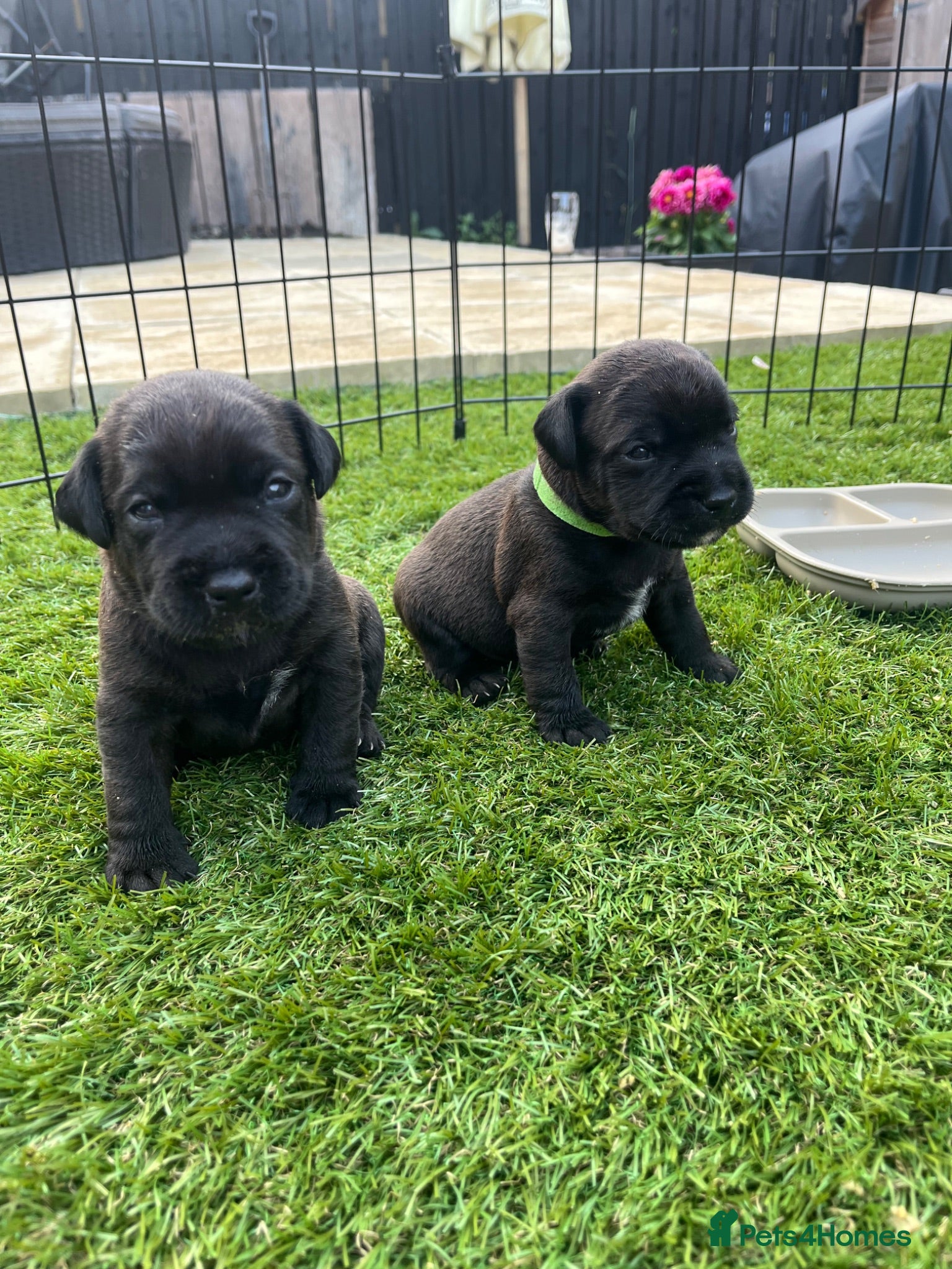 Mixed Breed dogs First cross Patterdale X Lakeland puppies - Advert 1