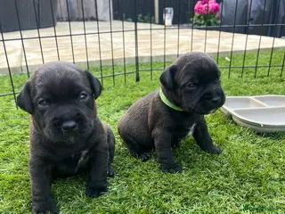 Mixed Breed dogs First cross Patterdale X Lakeland puppies - Advert 1