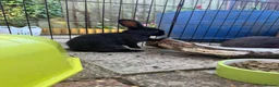 Mixed Breed rabbits for sale: Bunnies for sale *ready to leave* - Advert 4
