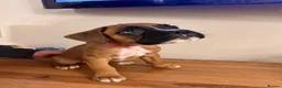 Boxer dogs for sale: READY NOW- Stunning boxer puppies - Advert 22