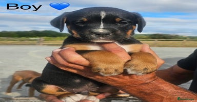 Mixed Breed dogs - Advert 8