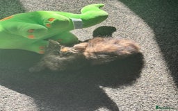 Ragdoll cats for sale: Ragdoll cross Mainecoon kittens  - Image 15