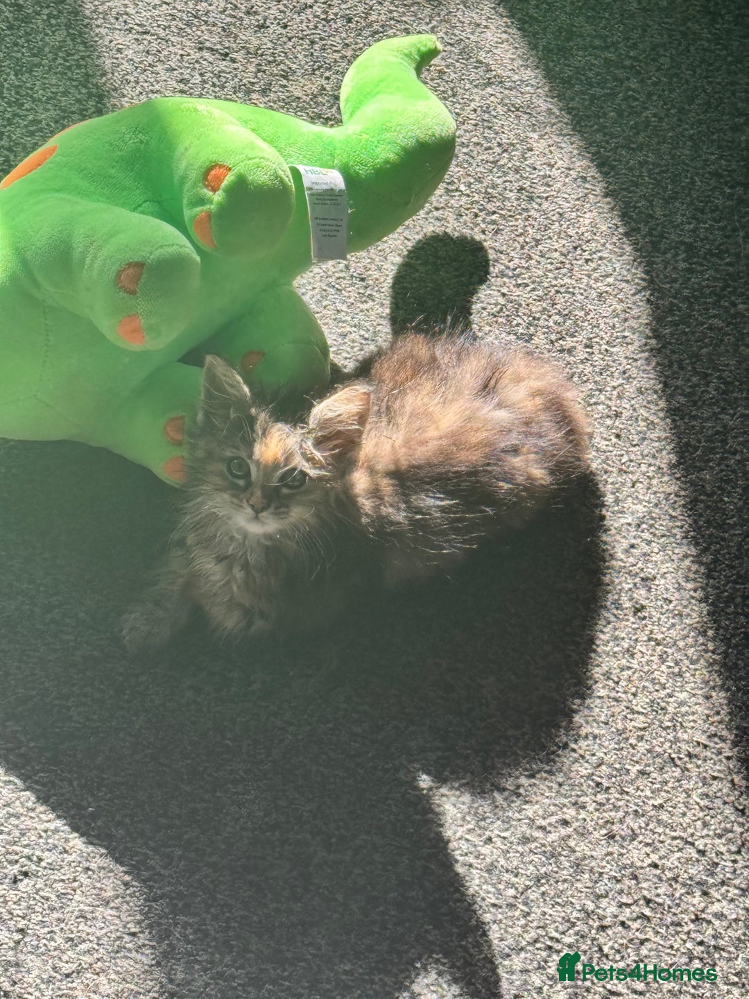 Ragdoll cats for sale: Ragdoll cross Mainecoon kittens  - Image 15