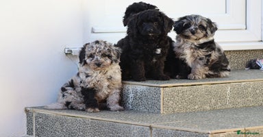 Cavapoo dogs - Advert 8