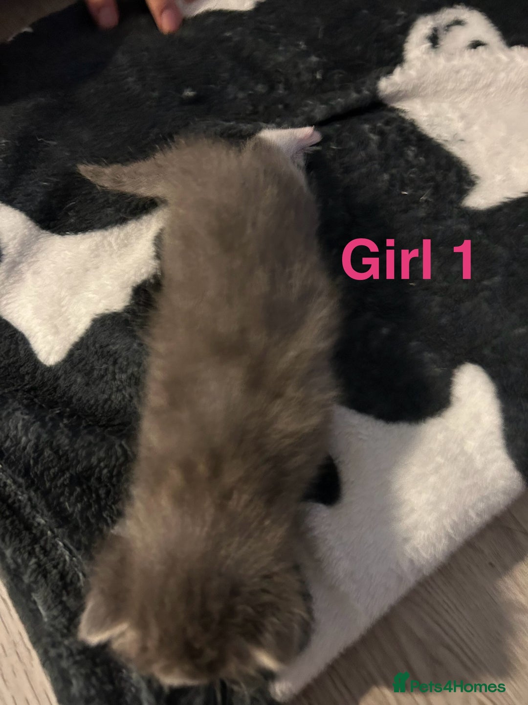 Mixed Breed cats for sale: 5 gorgeous kittens - Image 9