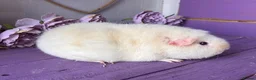 Guinea Pig rodents for sale: Pair Of Teddy Girls  - Advert 6