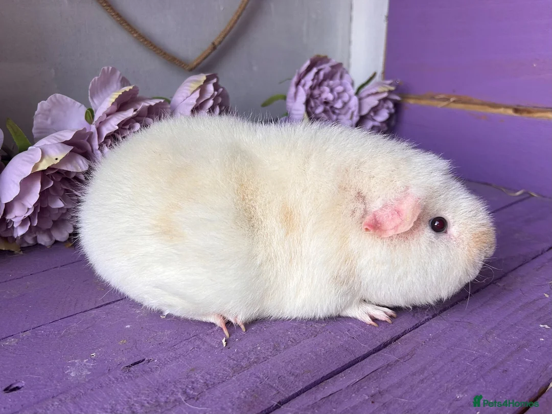 Guinea Pig rodents for sale: Pair Of Teddy Girls  - Advert 6