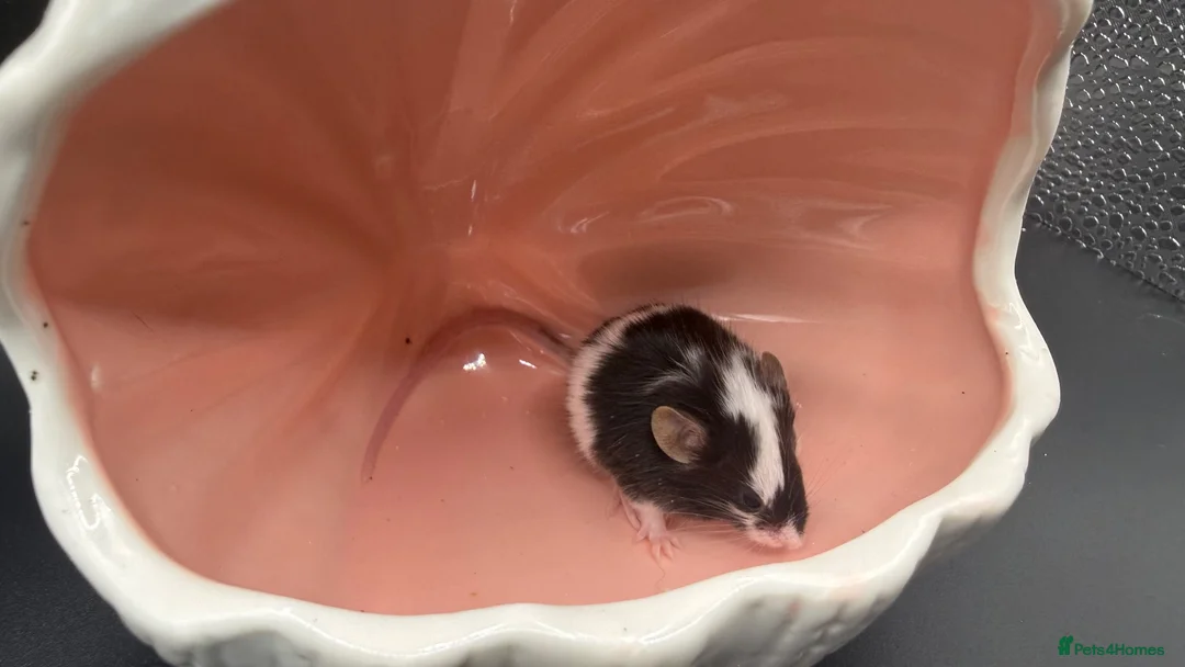 Mouse rodents for sale: Males and females - Advert 2