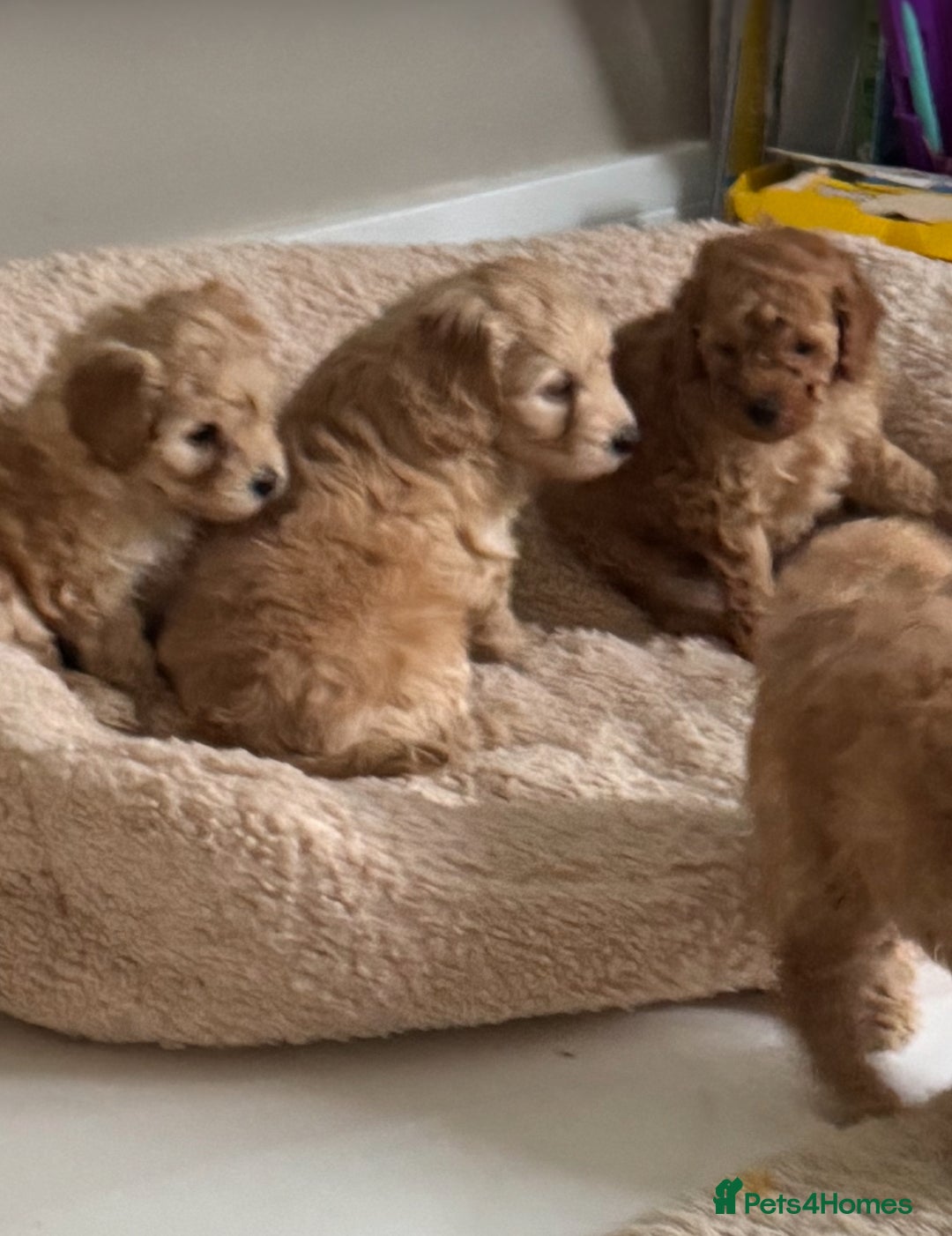 Cockapoo dogs for sale: stunning litter of cockapoo puppies  - Image 6