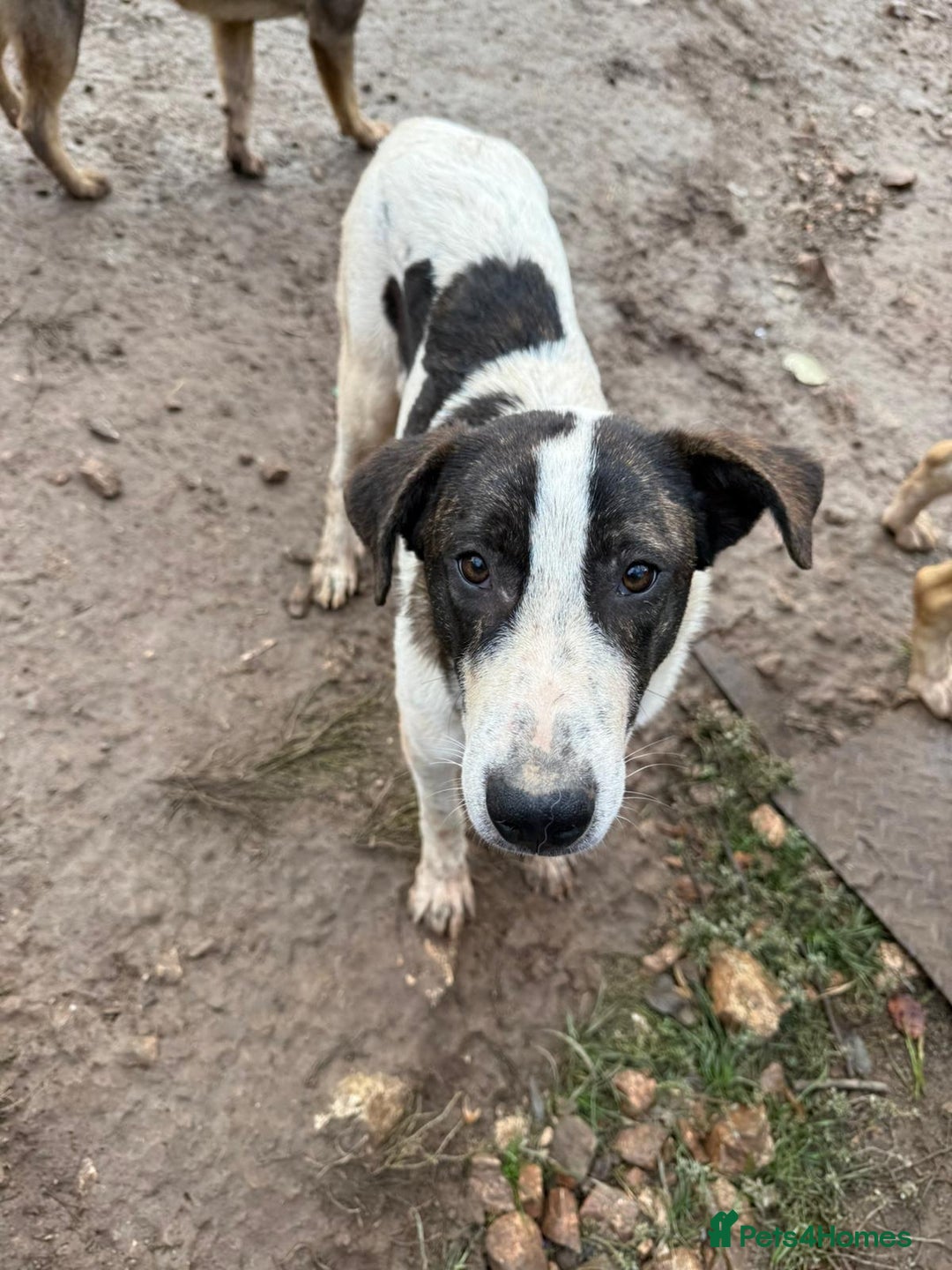 Mixed Breed dogs for adoption: MJ is looking for a family  - Advert 2