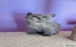 Scottish Fold cats for sale: Beautiful litter of Scottish fold  reservation 😍 - Image 9