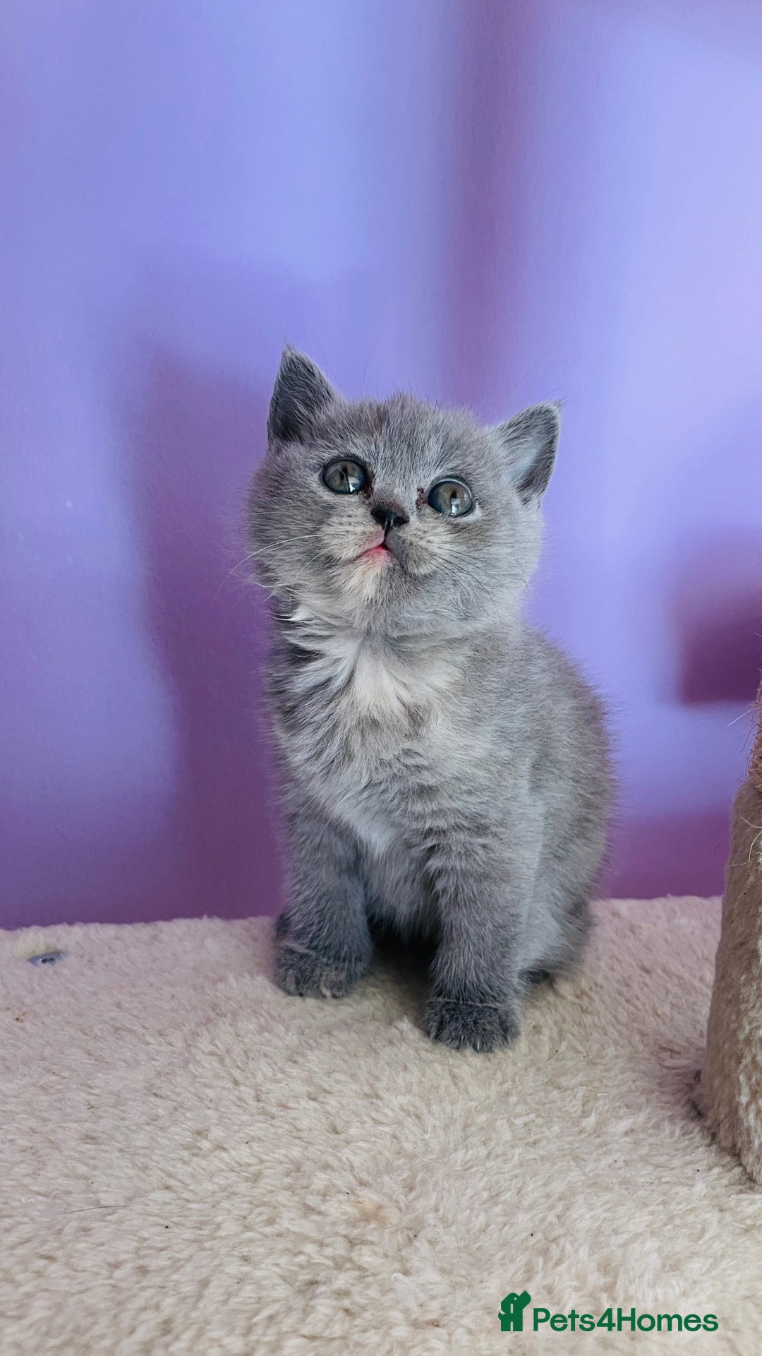 Scottish Fold cats for sale: Beautiful litter of Scottish fold  reservation 😍 - Image 9