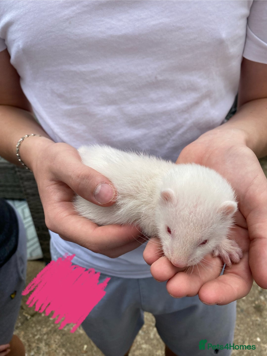 Ferret rodents for sale: Ferrets for sale - Image 5