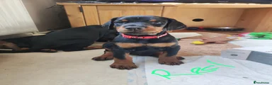Dobermann 6