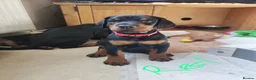 Dobermann dogs for sale: FOUR DOBERMANN FEMALE PUPS STILL AVAILABLE  - Advert 7