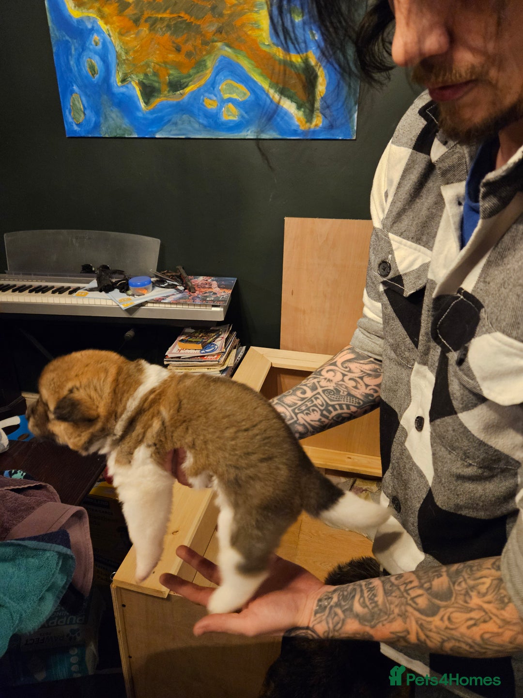 Akita dogs for sale: Beautiful Akita puppies - Advert 10