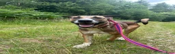 Mixed Breed dogs for adoption: Lizzie - Norwich Norfolk  - Advert 11